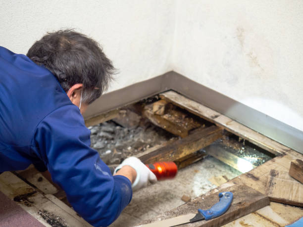 Best Forensic Mold Investigation  in Deer Park, TX